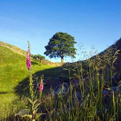 Light on the Land Greeting Card
