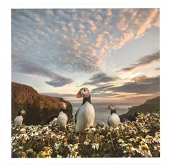 Puffins on Skomer Island Greeting Card