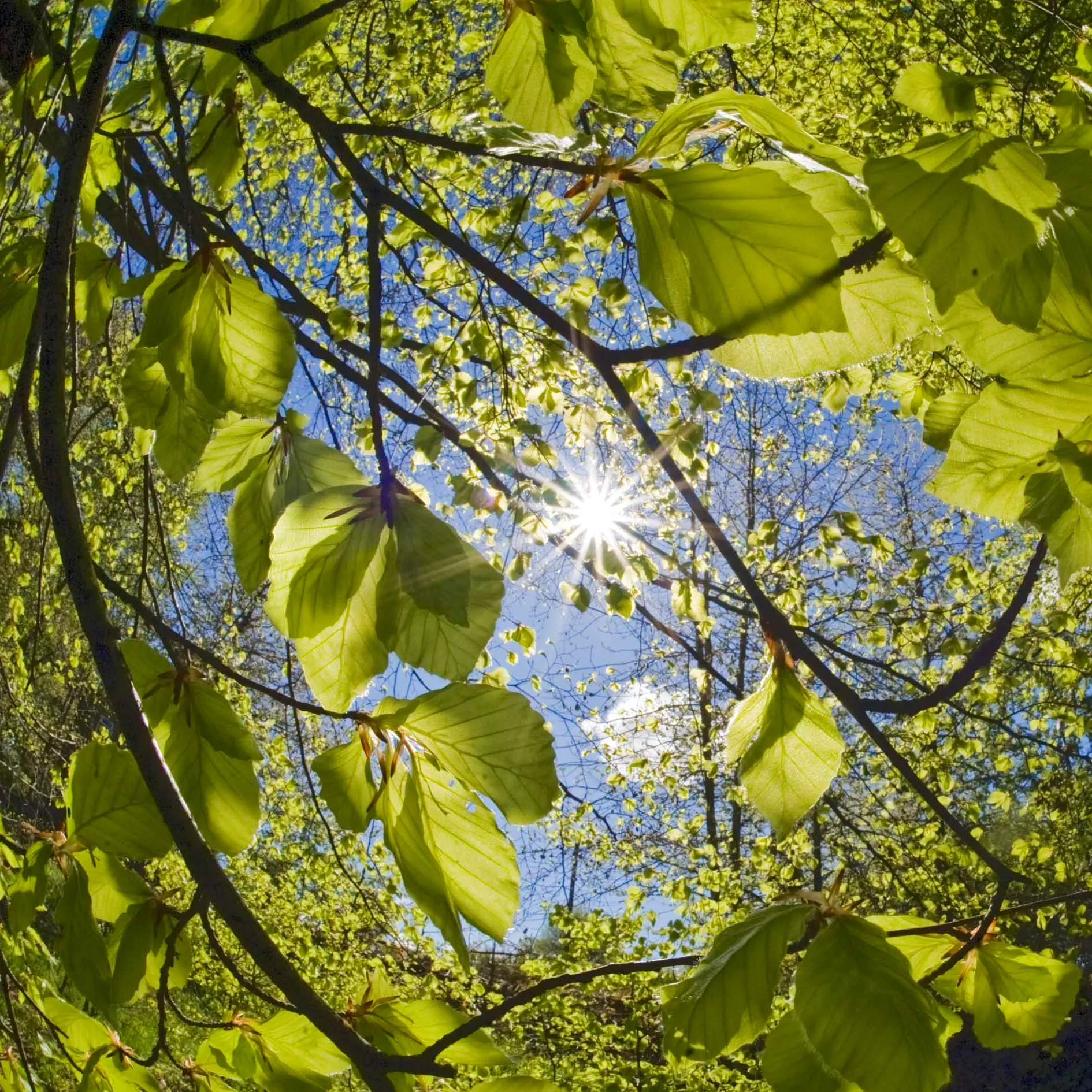 Sun Shining Through Beech Leaves Greeting Card