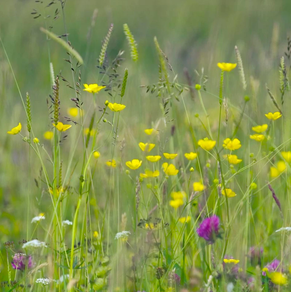 Hay Meadows Greeting Card