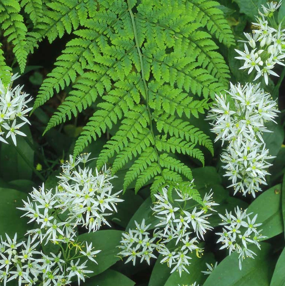 Ferns and Wild Garlic Greeting Card