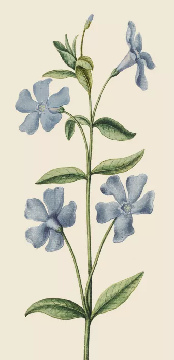 Periwinkle Greeting Card