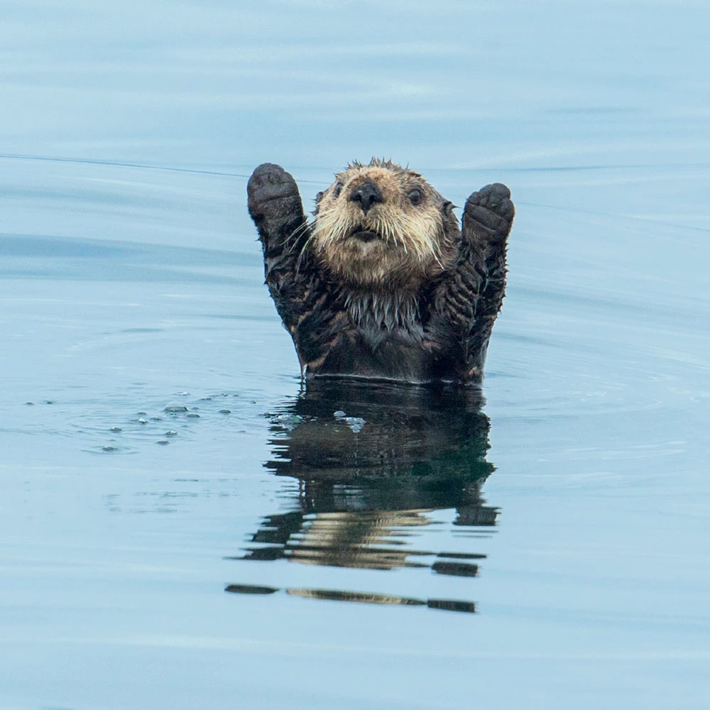 Sea Otter Greeting Card