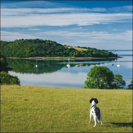 The Fal Estuary Greeting Card