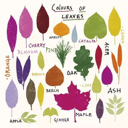 Colours of Leaves Greeting Card