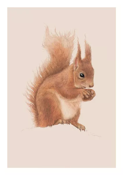 Red Squirrel Greeting Card