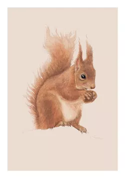 Red Squirrel Greeting Card