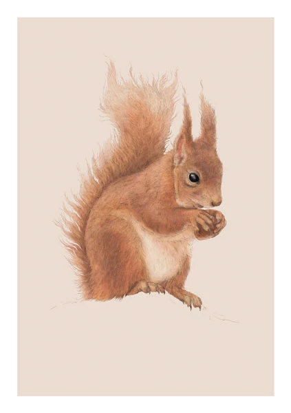 Red Squirrel Greeting Card