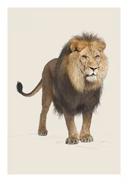 Lion Greeting Card
