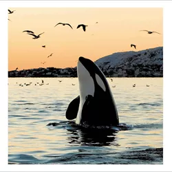 Orca Greeting Card