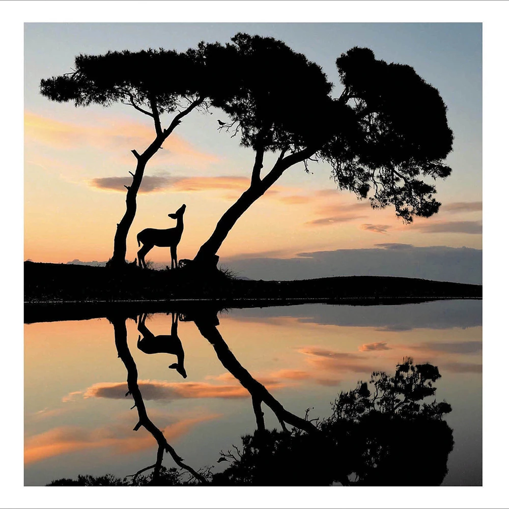 African Savannah Greeting Card