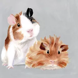 Guinea Pigs Greeting Card