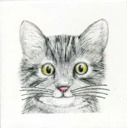 Cat Whiskers Luxury Greeting Card