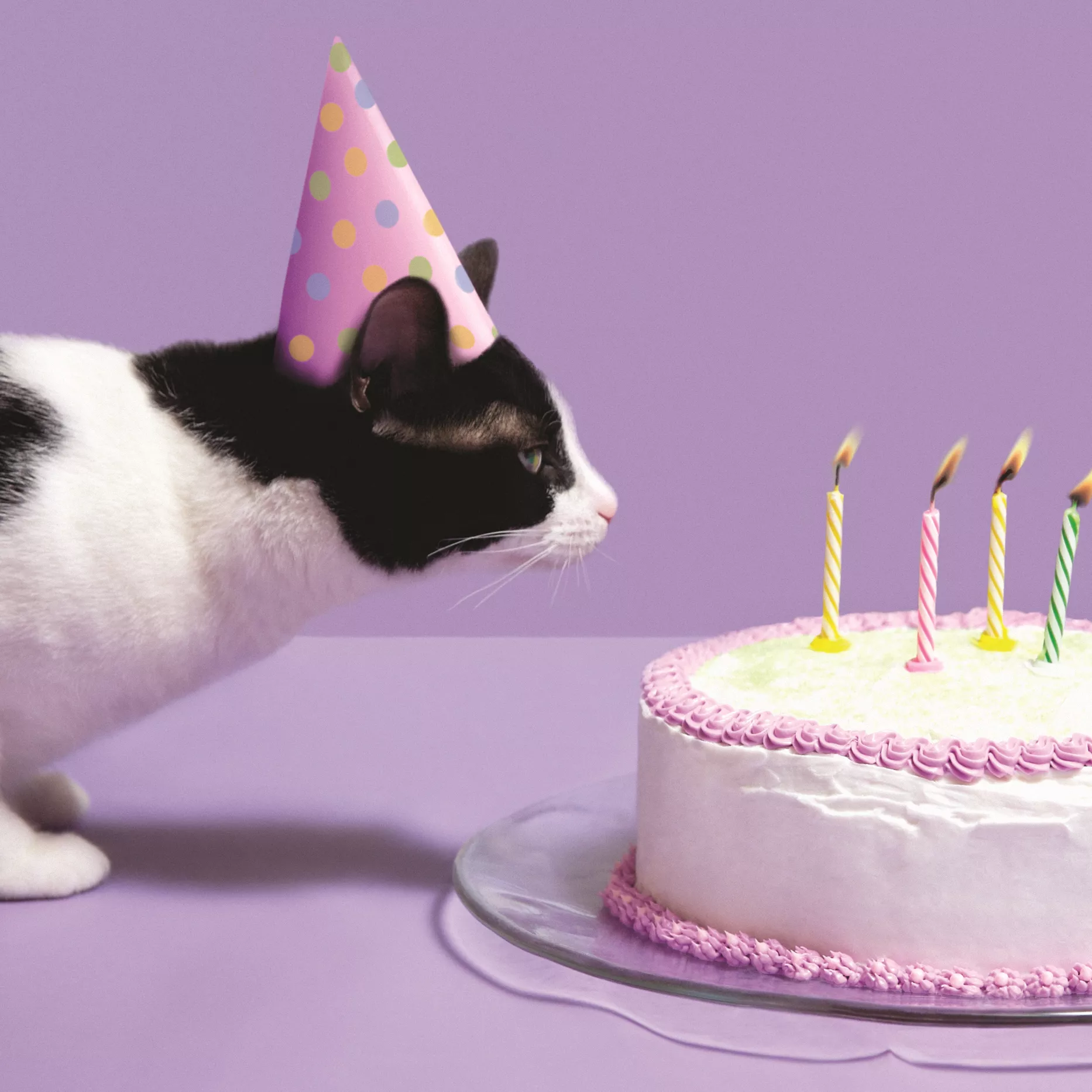 Cats and Cake Birthday Card