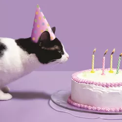 Cats and Cake Birthday Card