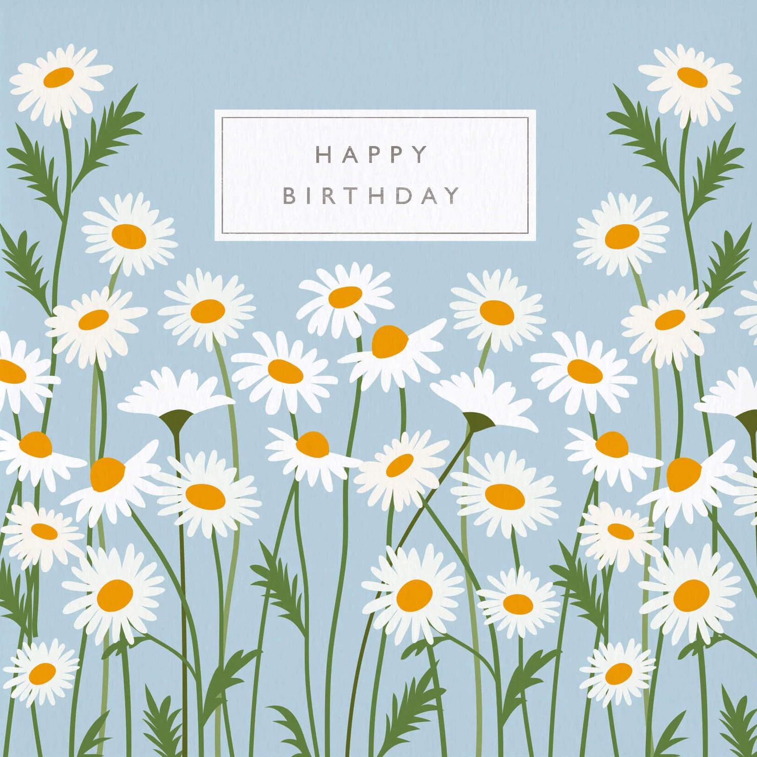 Daisies Birthday Card