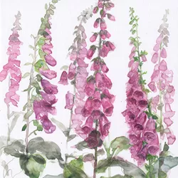 Foxgloves Greeting Card